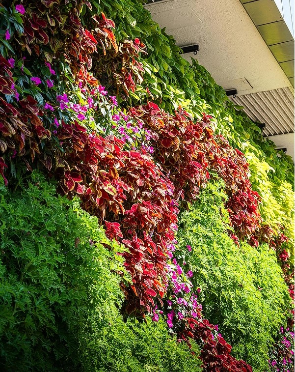 Mur végétal vivant, avec du lierre rouge et des plantes vertes. La différence avec le stabilisé et l'artificiel se retrouve dans les reliefs, le touché et son développement constant. 